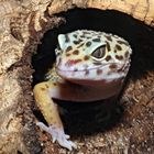 Leopardgecko