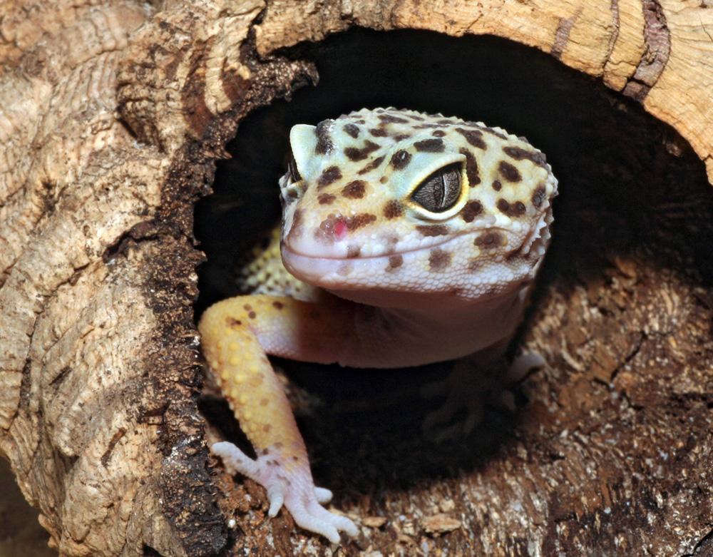 Leopardgecko