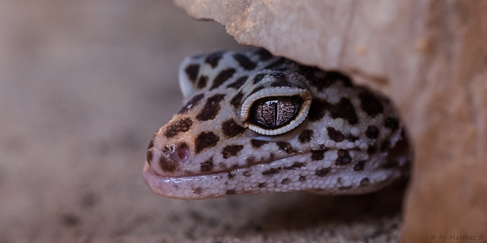 Leopardgecko