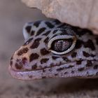 Leopardgecko