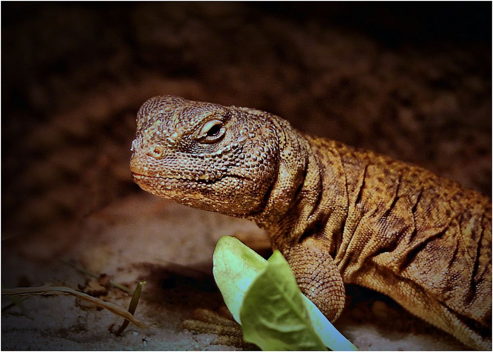 leopardgecko...