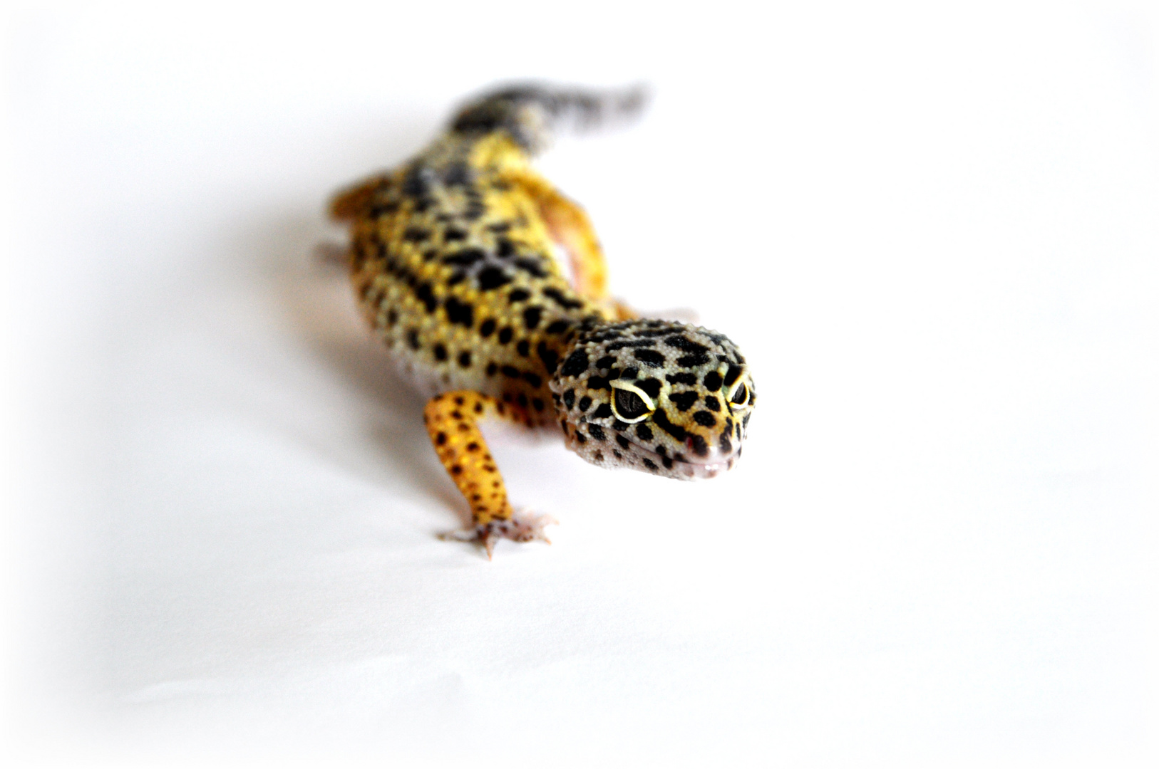 Leopardgecko