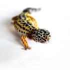 Leopardgecko