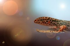 Leopardgecko 