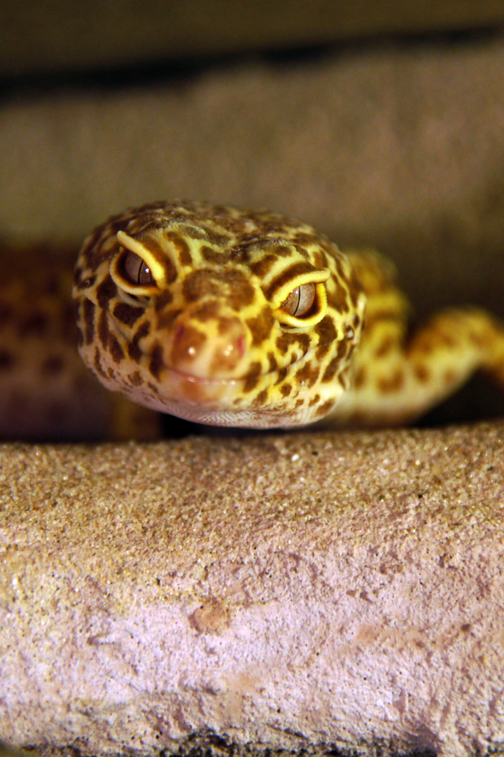 Leopardgecko