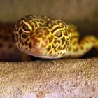 Leopardgecko