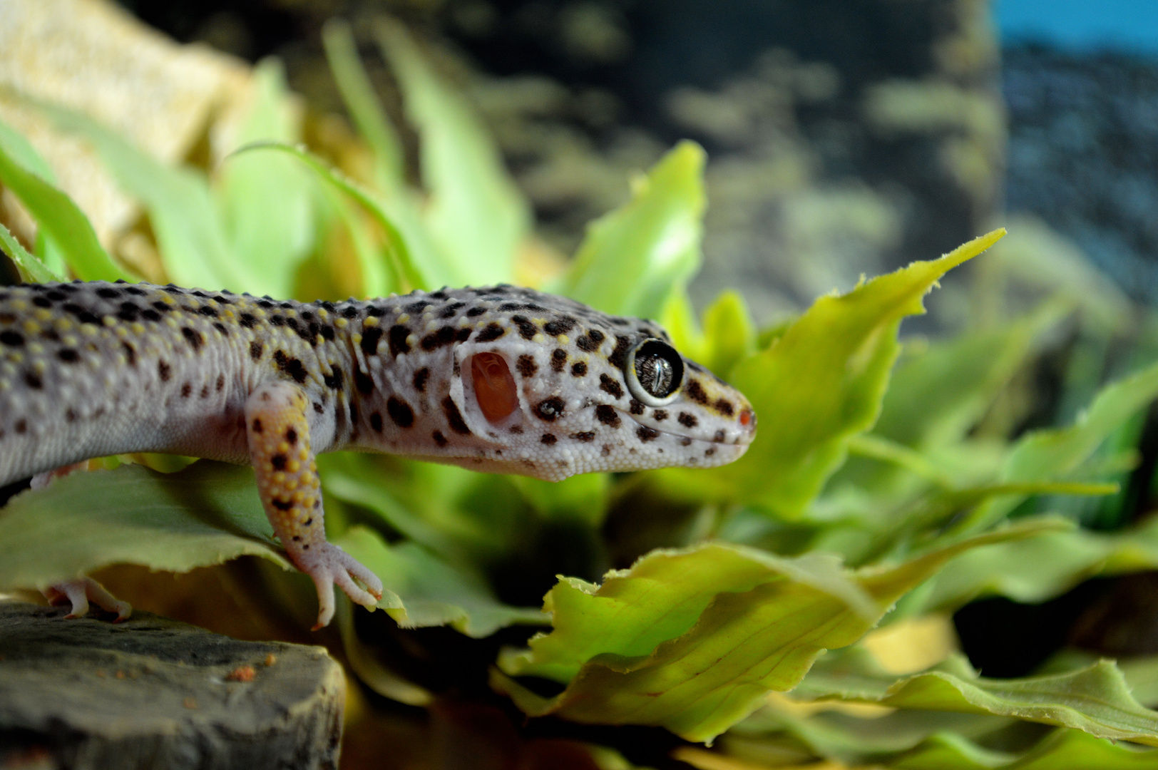 Leopardgecko