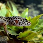 Leopardgecko