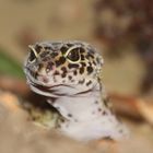 Leopardgecko