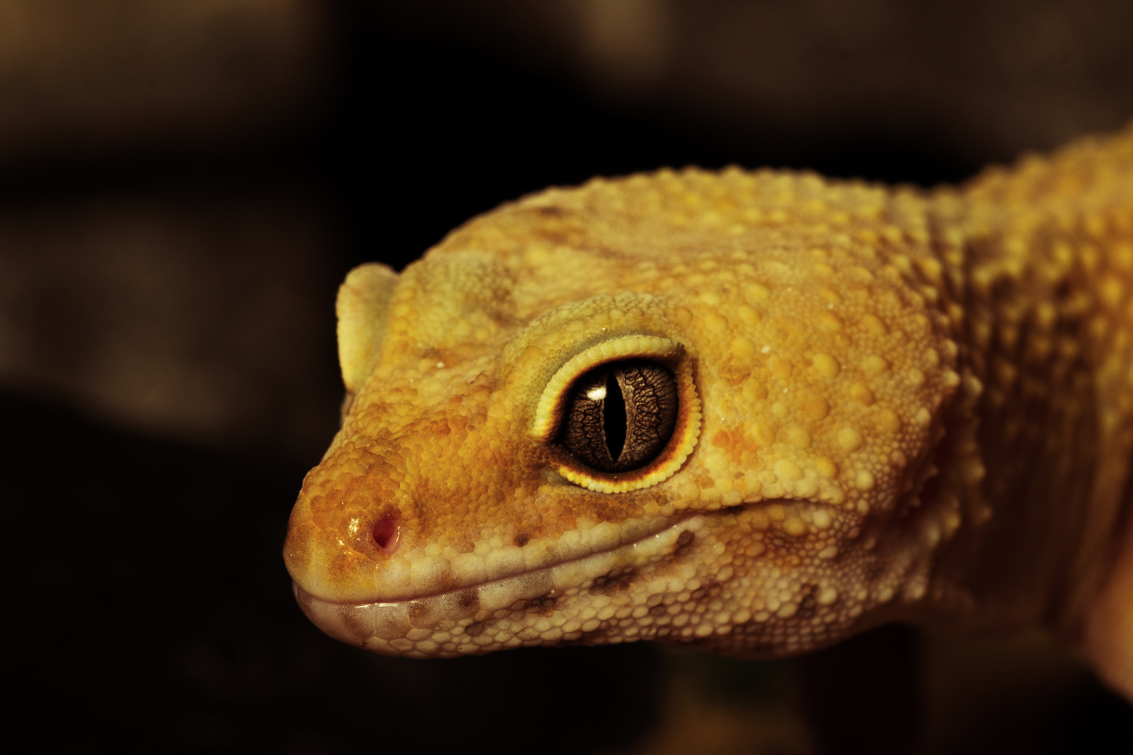 Leopardgecko