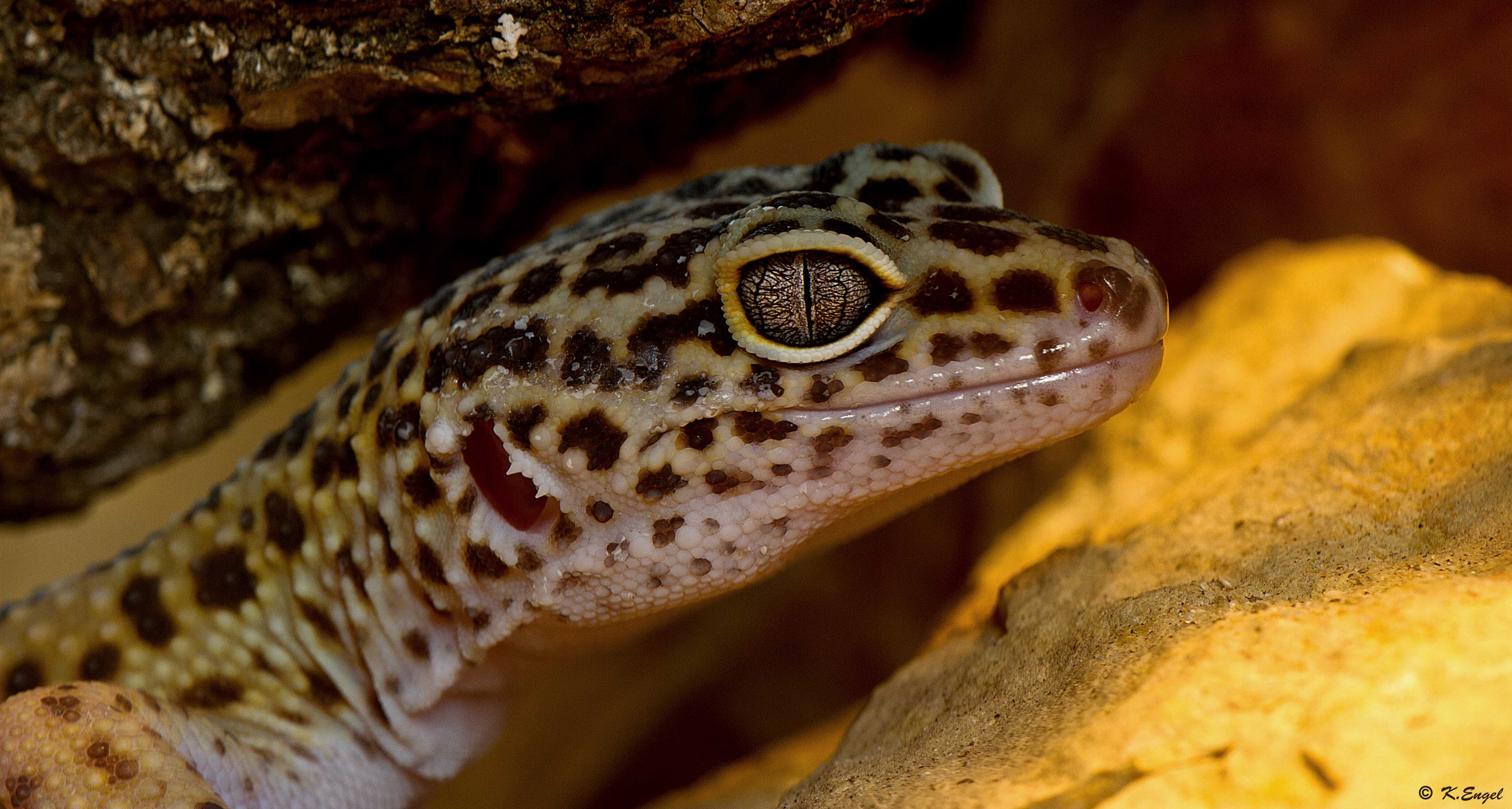 Leopardgecko