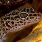 Leopardgecko