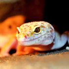 Leopardgecko