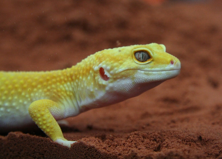 Leopardgecko