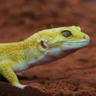 Leopardgecko