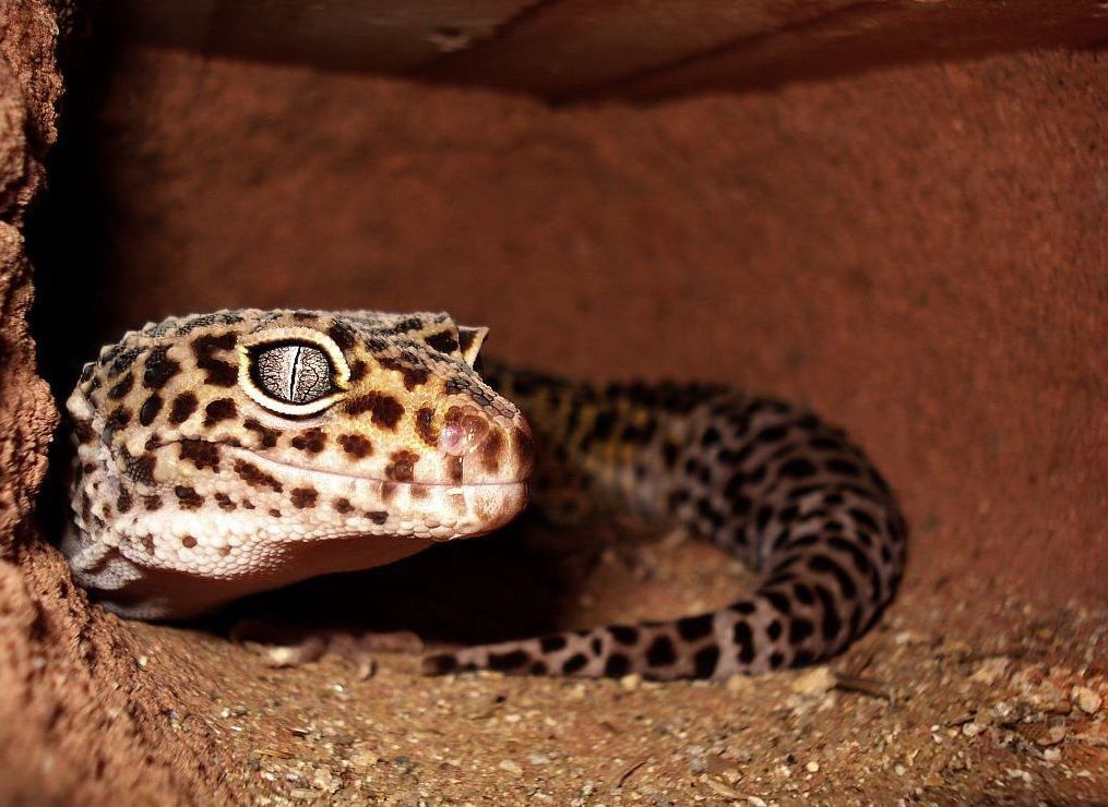 Leopardgecko