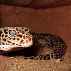 Leopardgecko