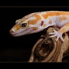 Leopardgecko