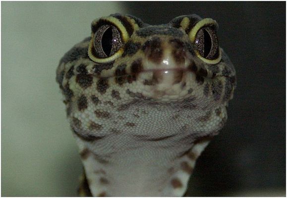 Leopardgecko