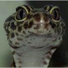 Leopardgecko