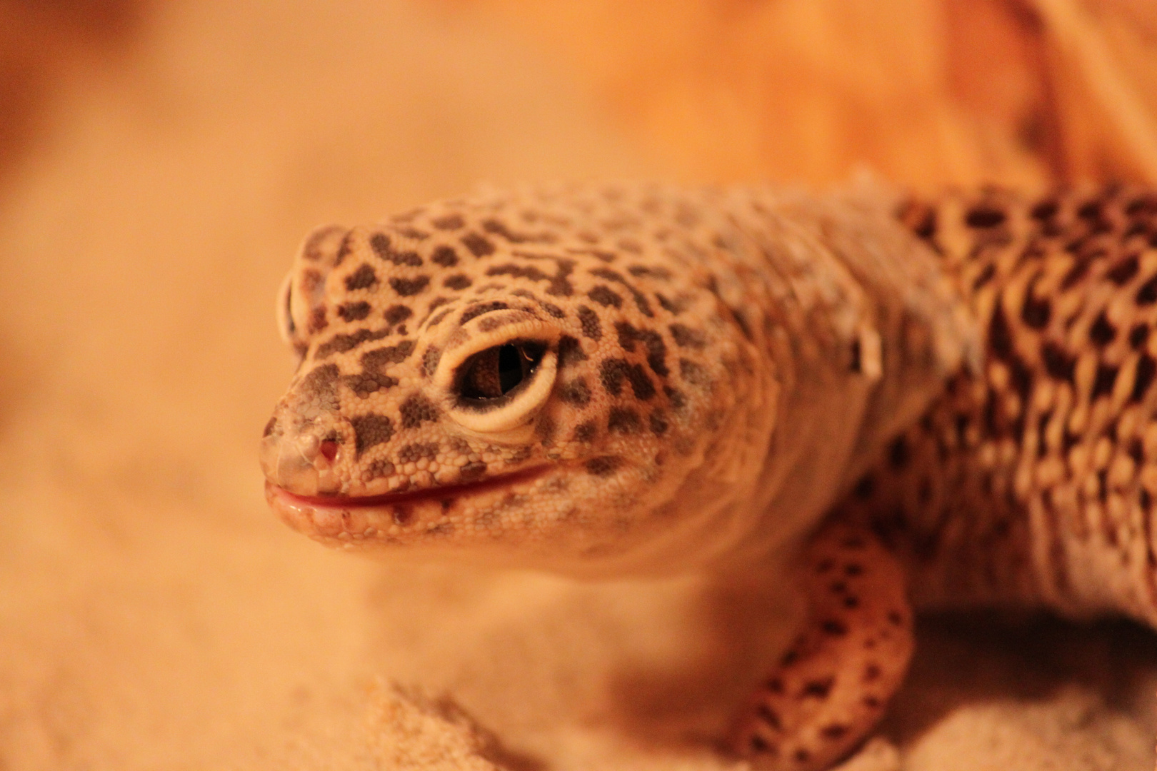 Leopardgecko beim häuten