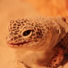 Leopardgecko beim häuten