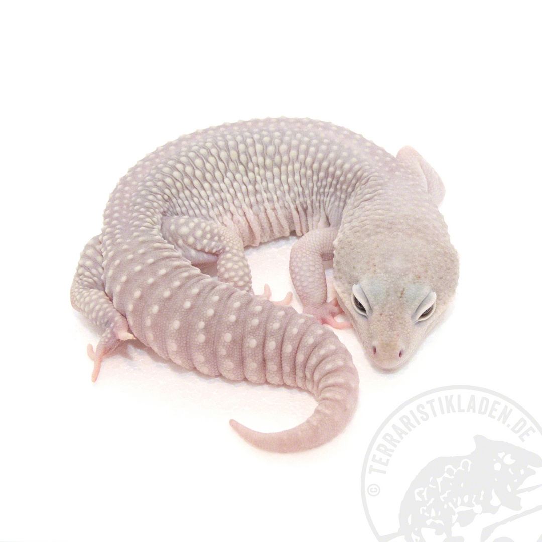 Leopardgecko Blizzard Eublepharis macularius