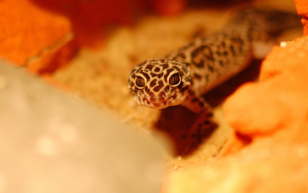 Leopardgecko