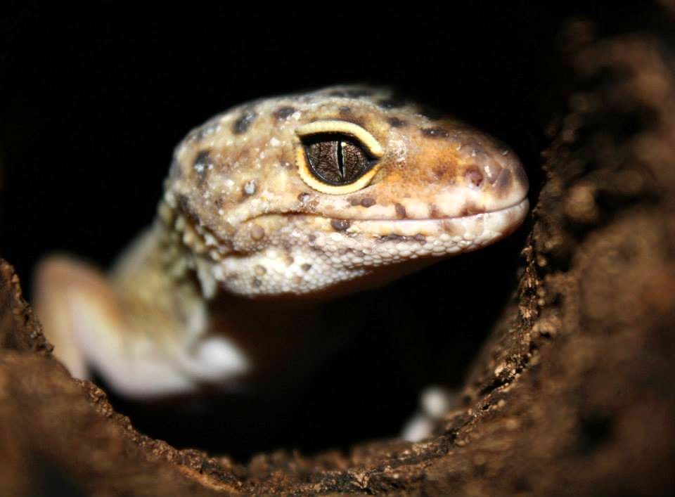 Leopardgecko