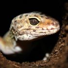 Leopardgecko