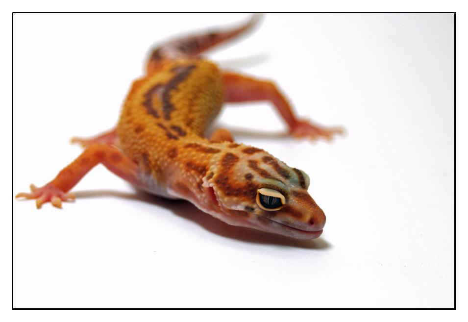 ---- Leopardgecko ----