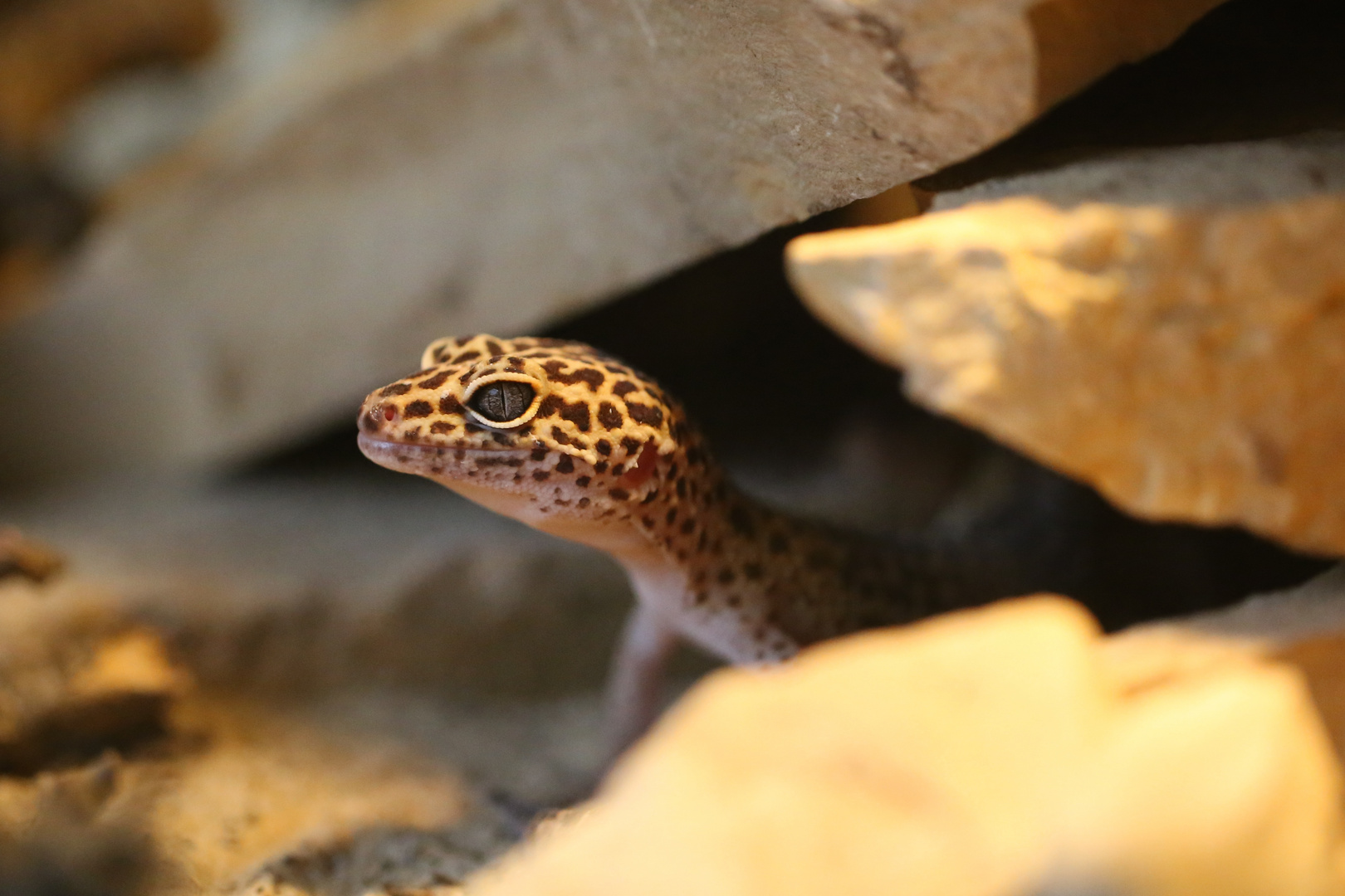 Leopardgecko