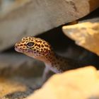 Leopardgecko