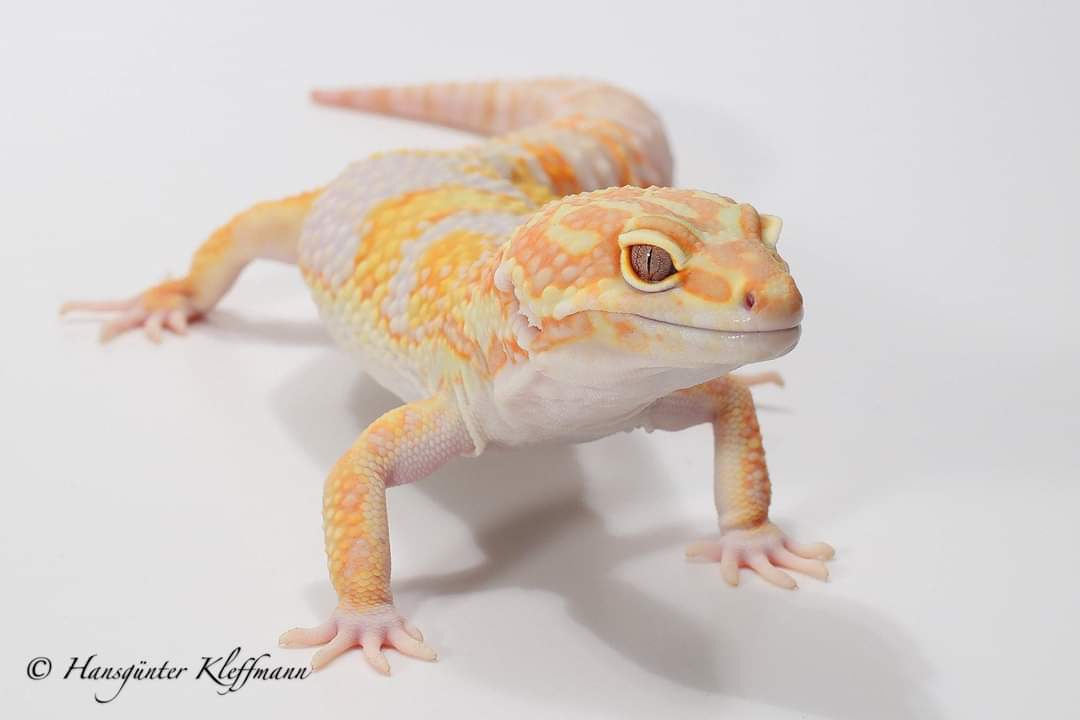 Leopardgecko