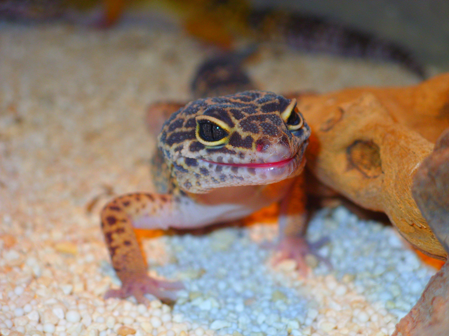 Leopardgecko