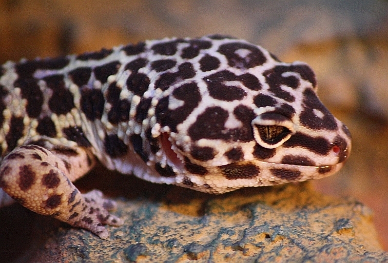 Leopardgecko (E. macularius)