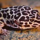 Leopardgecko (E. macularius)