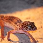 Leopardgecko