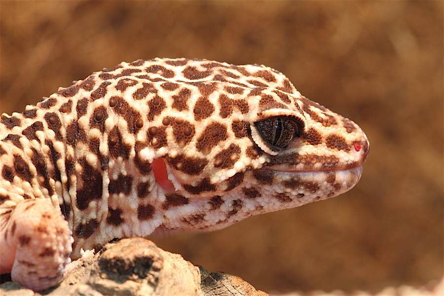 Leopardgecko