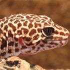 Leopardgecko