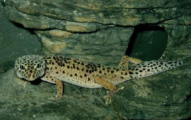 Leopardgecko