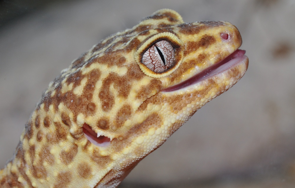 Leopardgecko