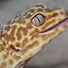 Leopardgecko