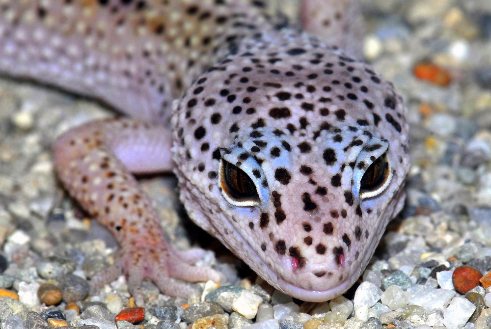 Leopardgecko