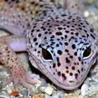 Leopardgecko