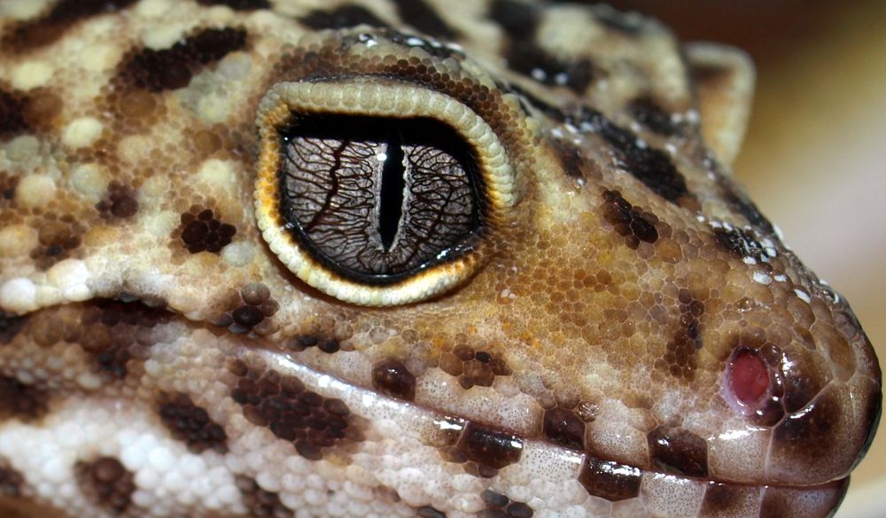 Leopardgecko Emmi ganz nah