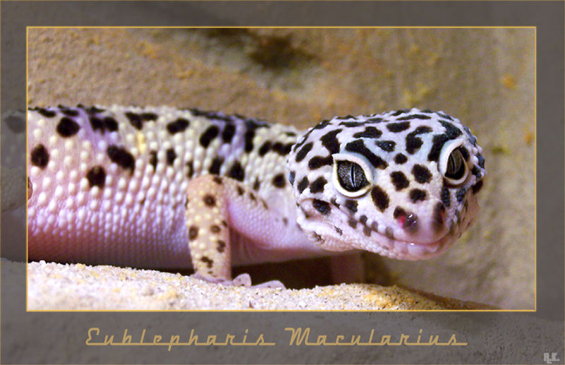 Leopardgecko ( Eublepharis Macularius )