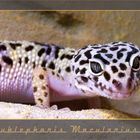 Leopardgecko ( Eublepharis Macularius )