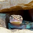 Leopardgecko (Eublepharis macularius)