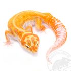 Leopardgecko Extreme Emerine Eublepharis macularius